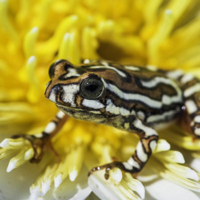 Vumbura_2013-04-168