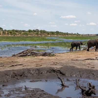 elephants-on-Boteti-for-WLS-site-2-1-of-1