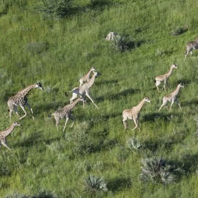 giraffe_aerial_3_chit-2