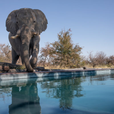 22Camp Kalahari - Ellie by the swimming pool